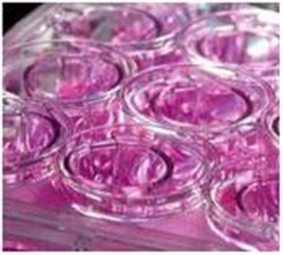 细胞实验服务是生命科学探索的基石