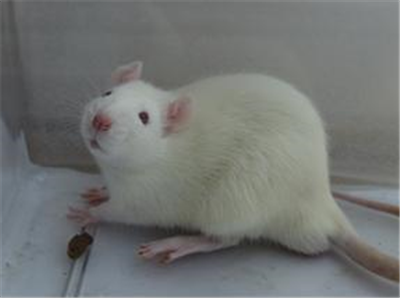 国自然课题服务