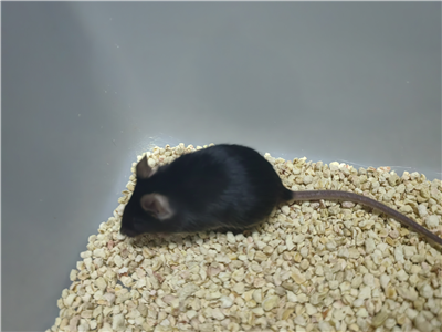 高血脂动物模型