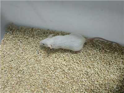 溃疡性结肠炎动物模型