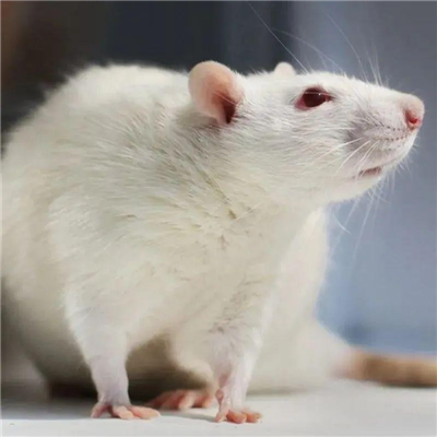 RSV动物模型构建