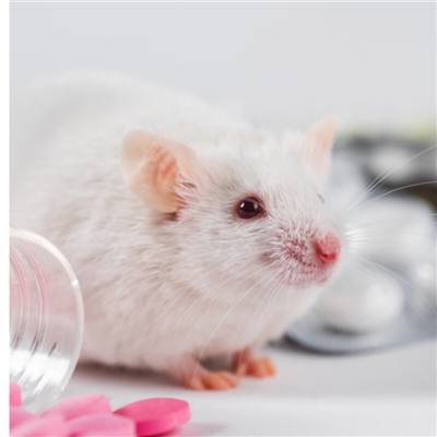 小鼠肿瘤模型构建