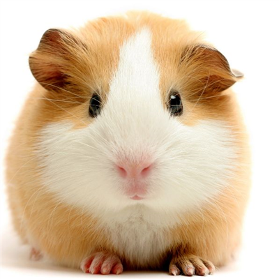 胃食管反流动物模型