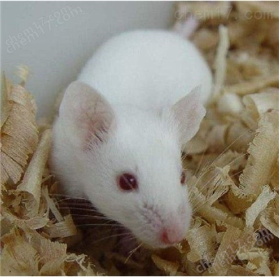 小鼠眼科模型构建