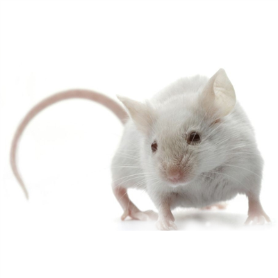 尿路感染动物模型