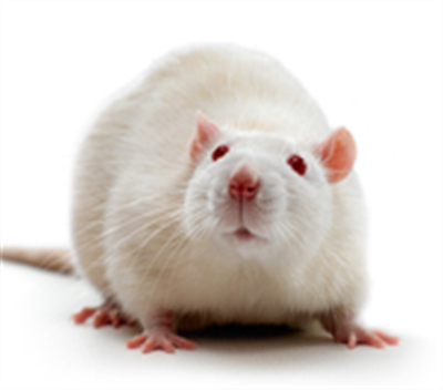 烫伤感染动物模型