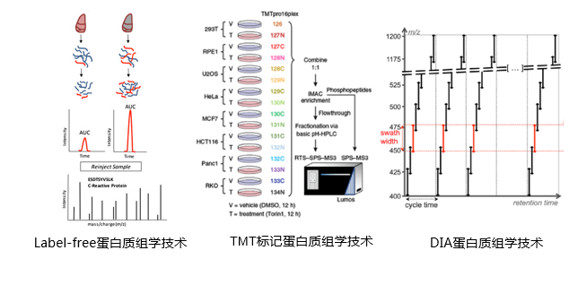 蛋白质鉴定以及定量蛋白质组学3.jpg