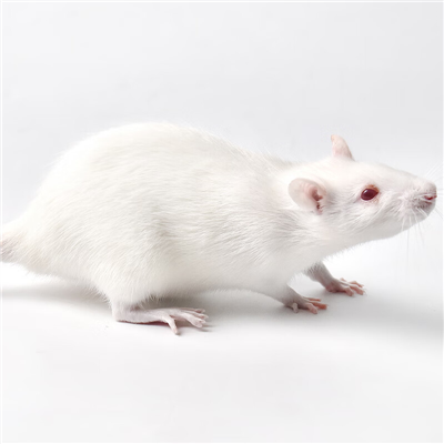 脑脊髓炎动物模型构建